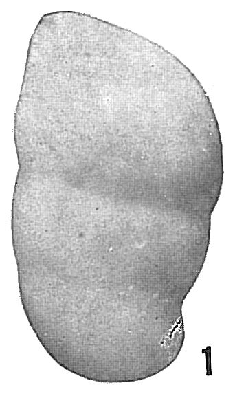 Marginulina glabra obesa Marginulina glabra obesa