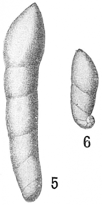 Marginulina glabra Marginulina glabra