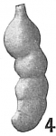 Marginulina striatula
