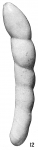 Nodosaria advena