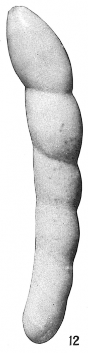 Nodosaria advena Nodosaria advena