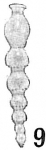 Nodosaria antillea, author: Cedhagen, Tomas