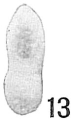 Nodosaria calomorpha, author: Cedhagen, Tomas