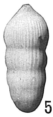 Nodosaria comatula Nodosaria comatula