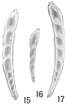 Nodosaria communis, author: Cedhagen, Tomas