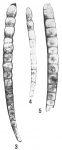 Nodosaria consobrina emaciata, author: Cedhagen, Tomas