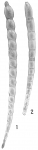 Nodosaria filiformis