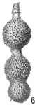 Nodosaria hispida