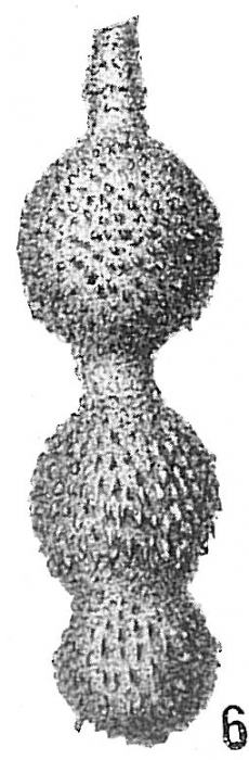 Nodosaria hispida Nodosaria hispida