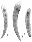 Nodosaria mucronata