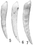 Nodosaria mucronata