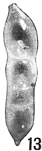 Nodosaria pauperata Nodosaria pauperata