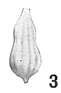 Nodosaria proxima Nodosaria proxima