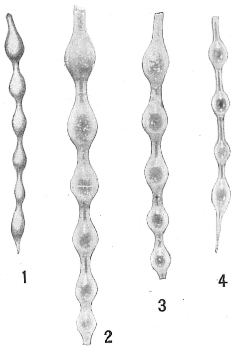 Nodosaria pyrula sensu Cushman, 1923 = Grigelis orectus Nodosaria pyrula sensu Cushman, 1923 = Grigelis orectus