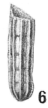 Nodosaria raphanus Nodosaria raphanus