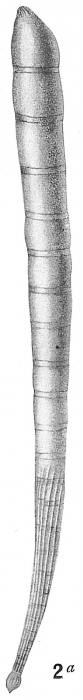 Nodosaria seminuda Nodosaria seminuda