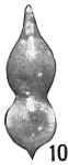 Nodosaria simplex