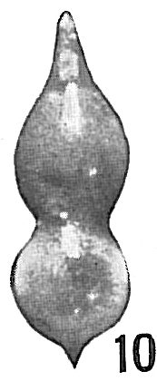 Nodosaria simplex Nodosaria simplex