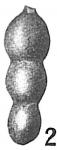 Nodosaria soluta