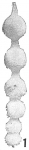 Nodosaria sublineata