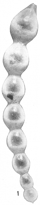 Nodosaria subsoluta Nodosaria subsoluta