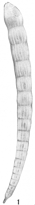 Nodosaria vertebralis albatrossi Nodosaria vertebralis albatrossi