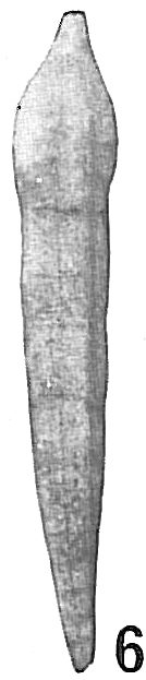 Nodosaria vertebralis Nodosaria vertebralis