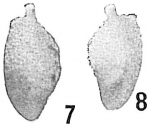 Polymorphina extensa
