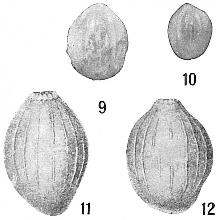 Polymorphina myristiformis Polymorphina myristiformis