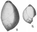 Polymorphina ovata