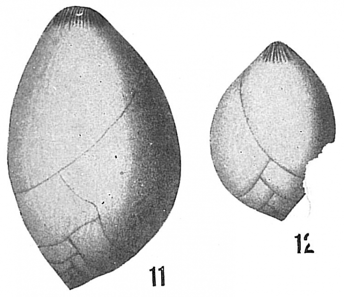 Polymorphina ovata Polymorphina ovata