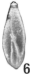 Polymorphina pulchella Polymorphina pulchella