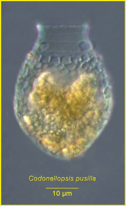 Codonellopsis pusilla (Cleve) Jörgensen, 1924 