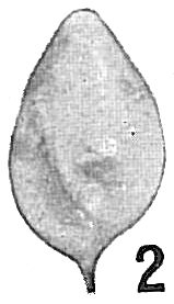 Polymorphina sororia cuspidata Polymorphina sororia cuspidata