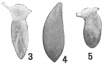 Polymorphina sororia