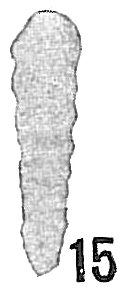 Siphogenerina advena Siphogenerina advena
