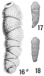 Siphogenerina dimorpha