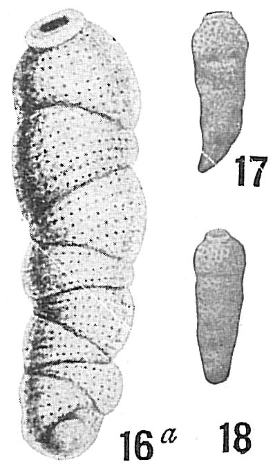 Siphogenerina dimorpha Siphogenerina dimorpha