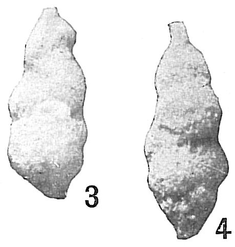 Uvigerina auberiana Uvigerina auberiana