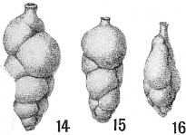 Uvigerina canariensis, author: Cedhagen, Tomas