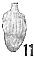 Uvigerina peregrina parvula Uvigerina peregrina parvula