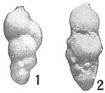 Uvigerina semicostata
