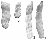 Vaginulina advena