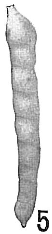 Vaginulina legumen Vaginulina legumen