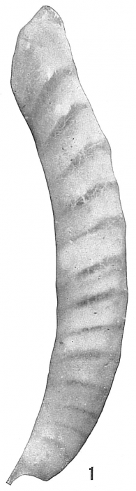 Vaginulina spinigera? Vaginulina spinigera?