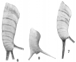 Vaginulina spinigera