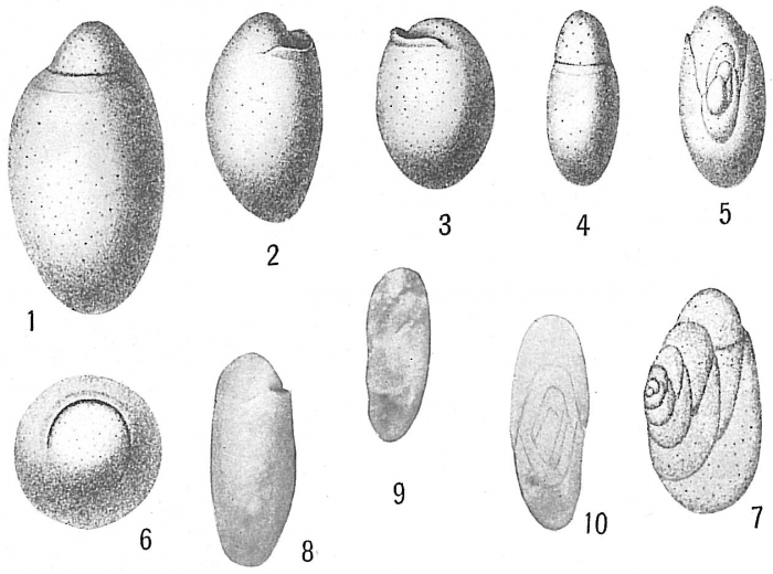 Chilostomella ovoidea Chilostomella ovoidea