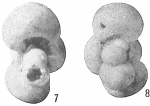 Globigerina aequilateralis