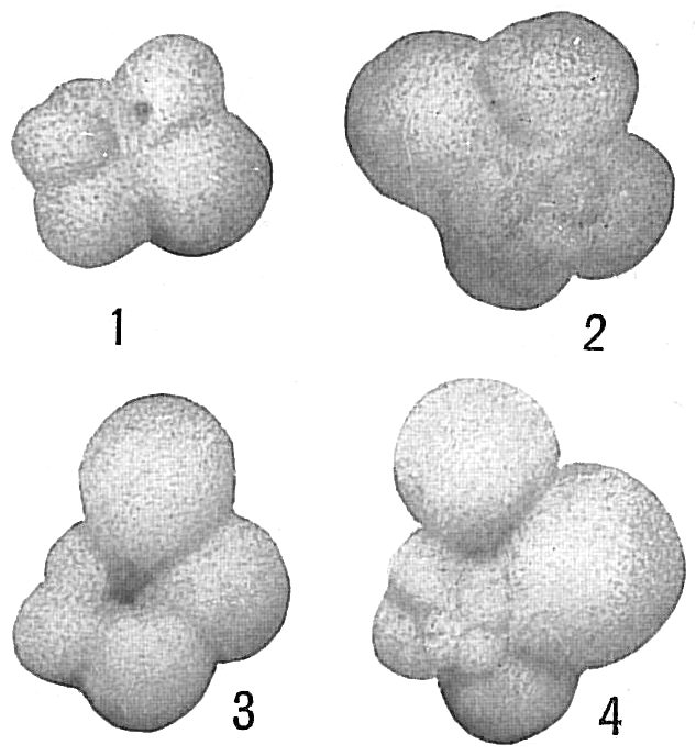 Globigerina bulloides Globigerina bulloides