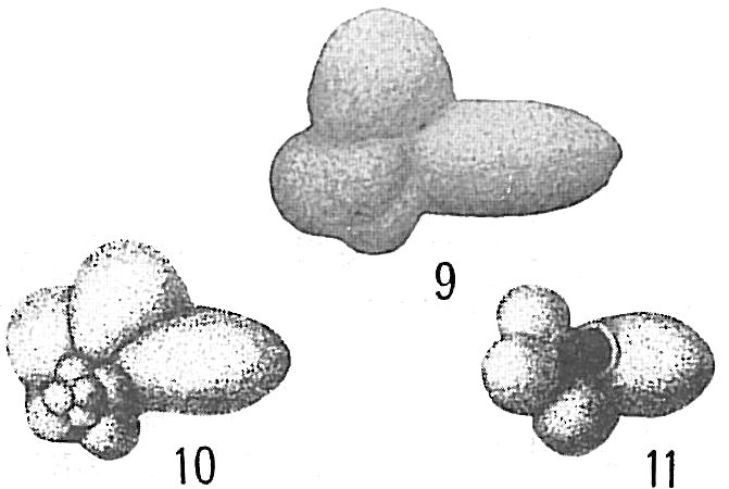 Globigerina digitata Globigerina digitata